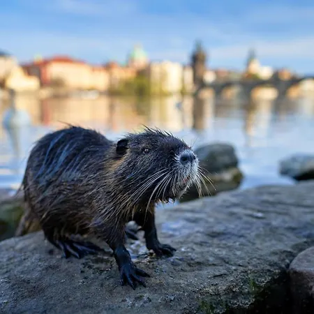 Habitación en casa particular Sunny In Centre Of H1 Praga